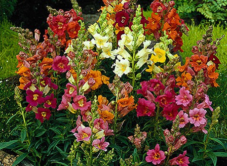 Antirrhinum_Sachmo