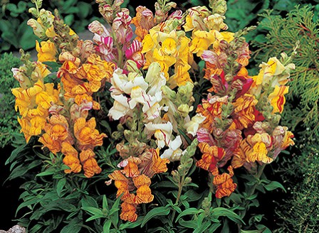 Antirrhinum_Tutti_Frutti