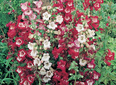 Penstemon_Esprit_Mix