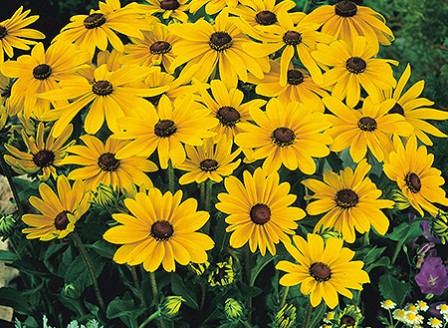 Rudbeckia_Indian_Summer-