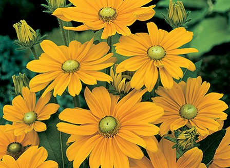 Rudbeckia_Irish_Spring