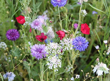 wiesenblumen_aus_der_dose