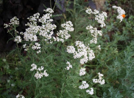 Achillea millefolium