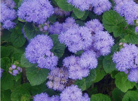 Ageratum Blue Mink