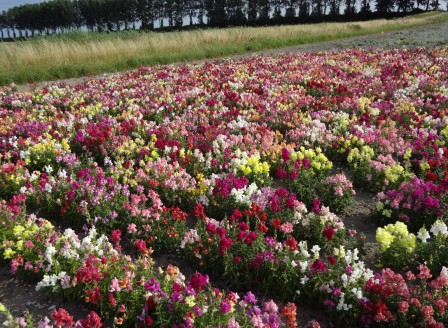 Antirrhinum majus Mix