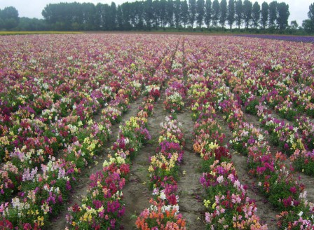 Antirrhinum pumilum Mix