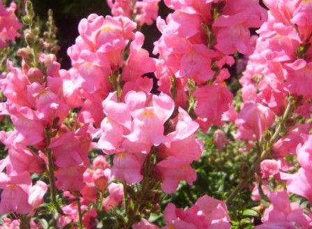 Antirrhinum rosa