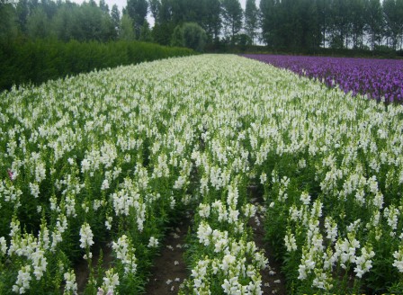 Antirrhinum weiss