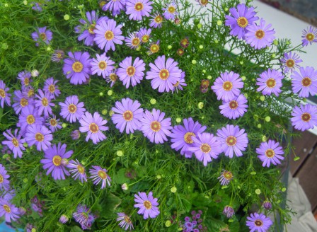 Brachycome iberidifolia