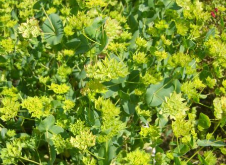 Bupleurum rotundifolia