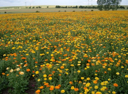 Calendula officinalis Mix