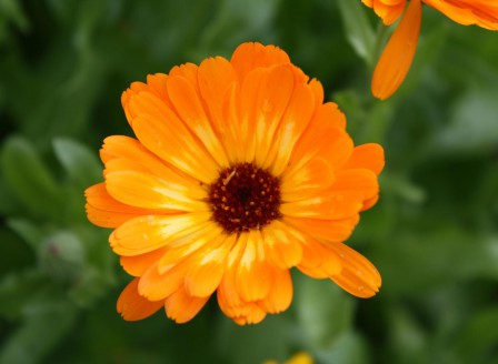 Calendula officinalis medicinal Form