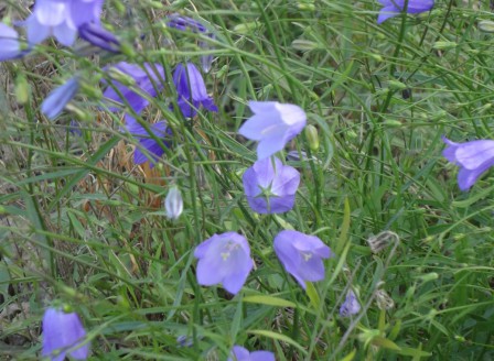 Campanula rotundifolia