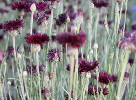 Centaurea cyanus Black Boy