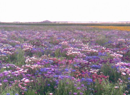 Centaurea cyanus Mix