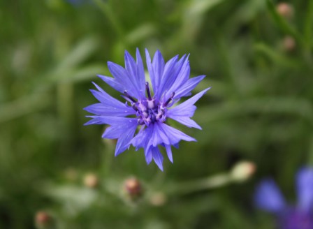 Centaurea cyanus Wildform