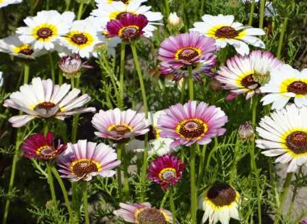 Chrysanthemum carinatum