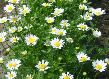 Chrysanthemum paludosum