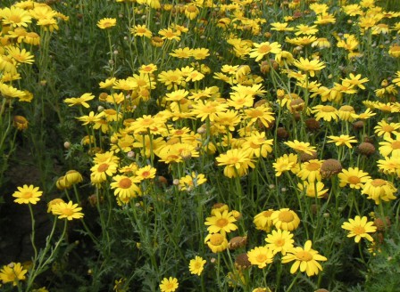 Chrysanthemum segetum