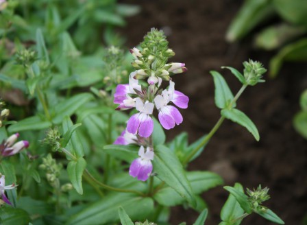 Collinsia bicolor