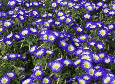 Convolvulus blau