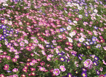 Convolvulus tricolor Mix