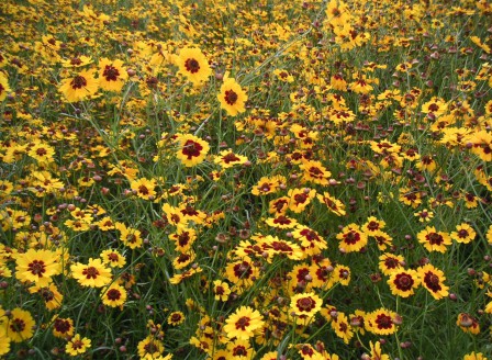 Coreopsis tinctoria