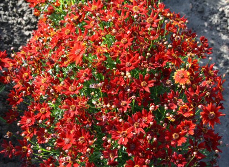 Coreopsis tinctoria Zwerg rot