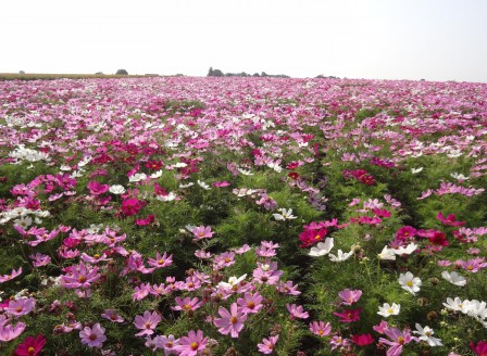 Cosmos bipinnatus Mix