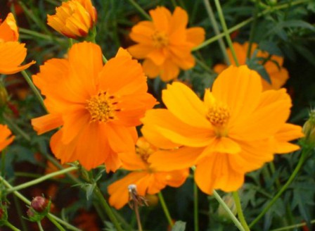 Cosmos sulphureus