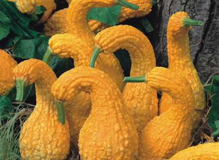 Cucurbita Schwanenhals