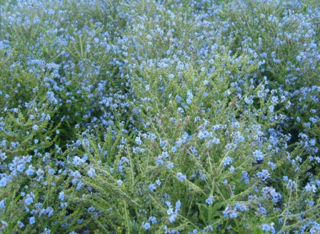 Cynoglossum amabile