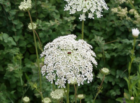 Daucus carota