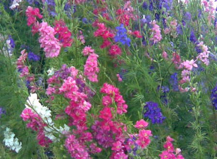 Delphinium consolida