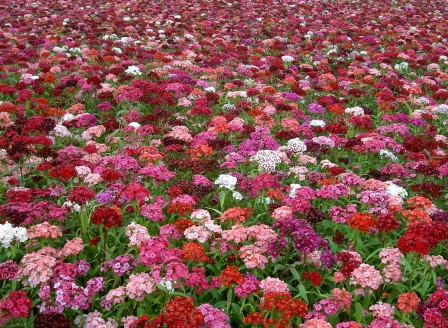 Dianthus barbatus Mix