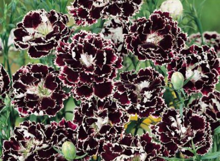 Dianthus chin Chianti