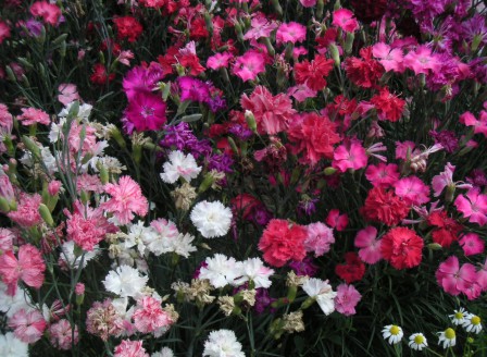 Dianthus chin. Mix