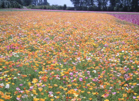 Eschscholzia Twister