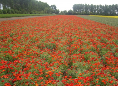 Eschscholzia rot