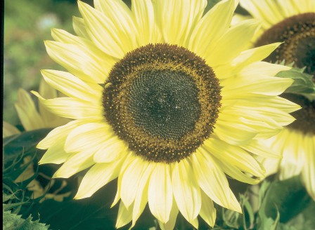 Helianthus Zitronprinz EM _FL_