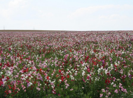 Lathyrus odoratus IMG_1734