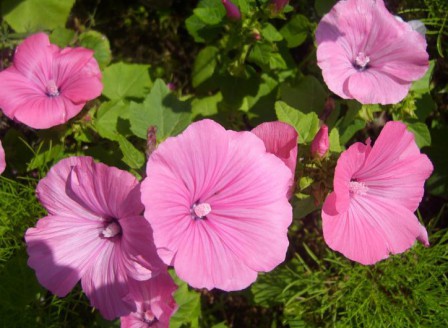 Lavatera trimestris Loveliness