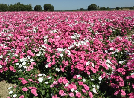 Lavatera trimestris Mg 2