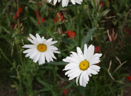 Leucanthemum vulgare IMG_1372