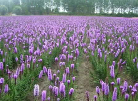 Liatris spicata