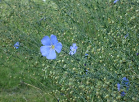 Linum perenne DSC02527