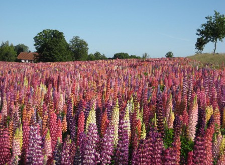 Lupinus Russells Mischung