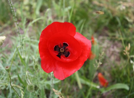 Papaver rhoeas Wildform rot IMG_1378