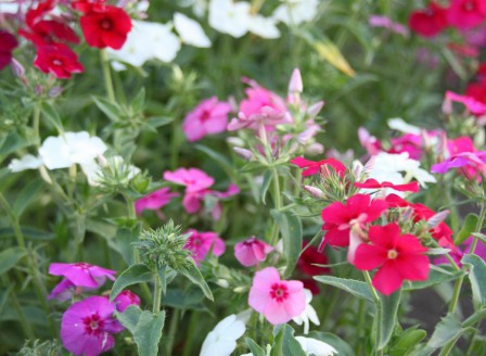 Phlox drumondii Mischung