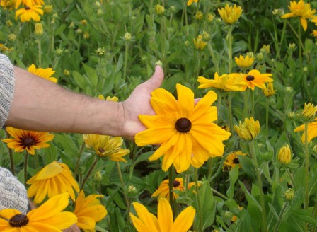 Rudbeckia Indian Summer Produktion